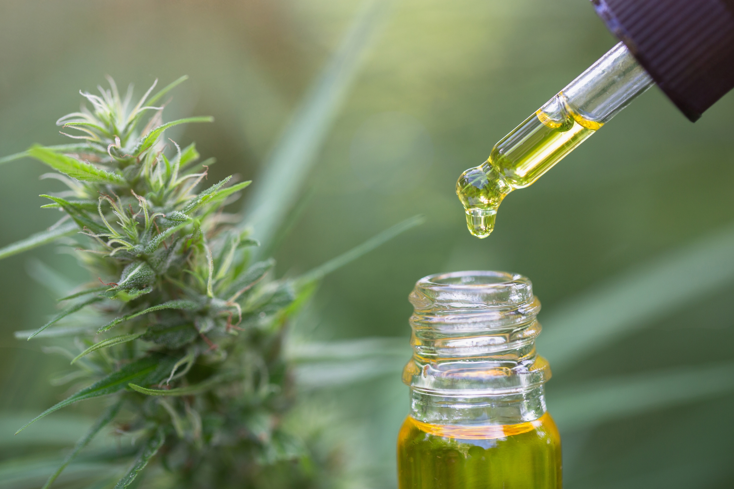 En Ny Bevissthet: Hvordan CBD Norge Har Endret Oppfatningen Av Naturlig Helse